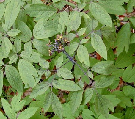 Blue Cohosh - Caulophyllum thalictroides