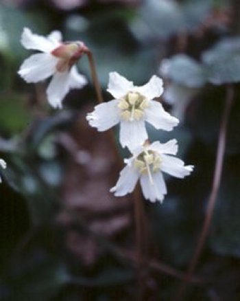 Oconee  Bells