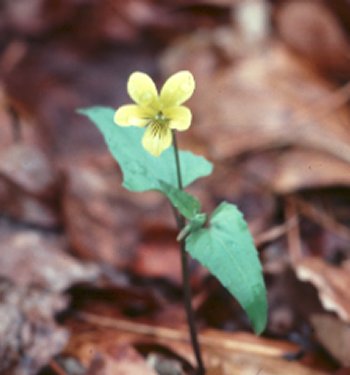 Spear-Leaved Yellow Violet