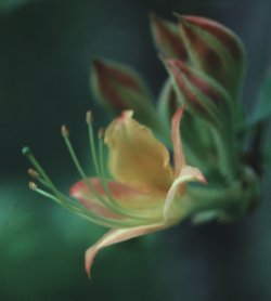 Flame Azalea, Rhododendron calendulaceum