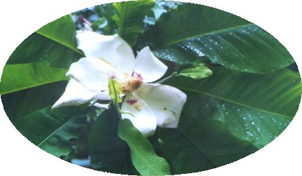 Am Ecological Study of MAGNOLIA MACROPHYLLA (BigLeaf Magnolia) in Gaston  County, North Carolina