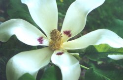 Bigleaf Magnolia, Magnolia macrophylla