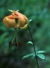 Carolina Lily, Lilium michauxii