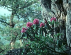 Purple Laurel, Rhododendron catawbiense