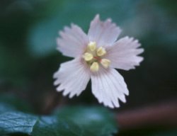 Oconee Bells, Shortia galacifolia