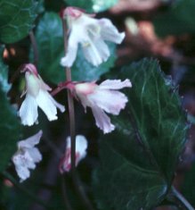 Oconee Bells, Shortia galacifolia