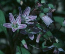 Spring Beauty, Claytonia caroliniana