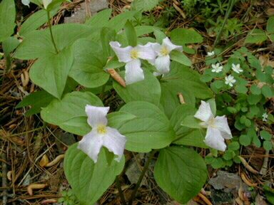 Trillium grandiflorium