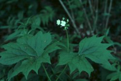 Umbrella-Leaf, Diphylleia cymosa